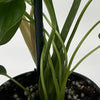 Philodendron McDowell