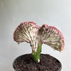 Mermaid Tail Cactus
