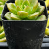 Echeveria 'Sprout n Green'