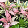 Beginner Friendly Mystery Bundle Box - 3 Easy-Care Plants