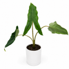 Alocasia Tigrina Superba
