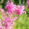 10 QUEEN Of THE PRAIRIE Pink Meadowsweet Filipendula Rubra Flower Seeds