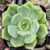 Echeveria Sofia
