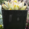 Echeveria Glory