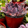 Echeveria Neon Breaker