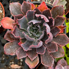 Echeveria Neon Breaker