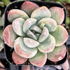 Echeveria Green Pearl