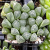 Haworthia Cooperi Var Truncata