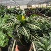 Zebra 'Aphelandra'