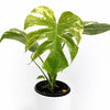 Monstera 'White Monster'