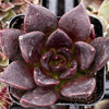 Echeveria Black Prince