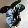 Alocasia Green Unicorn