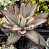 Chocolate Soldier Kalanchoe Tomentosa