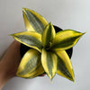 Sansevieria Hahnii 'Sunny Star'