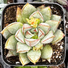 Echeveria Glory