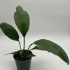 Anthurium Big Bill