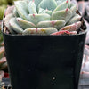 Echeveria Pinwheel