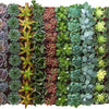 Assorted Mini Succulent Collection