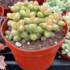 Crassula Brevifolia