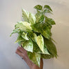 Pothos Snow Queen
