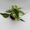 Epipremnum Pinnatum Marble Flame
