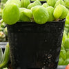 String of Watermelons