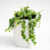 String of Turtles (Peperomia Prostrata)