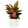 Aglaonema 'Siam Aurora'