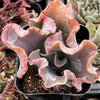 Echeveria Alta May