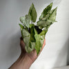 Syngonium 'Three Kings'