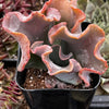 Echeveria Alta May