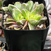 Faumatium Hybrid
