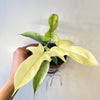 Philodendron Florida Ghost White