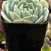 Echeveria Abalone