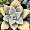 Graptopetalum Claret