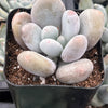 Moonstones Pachyphytum