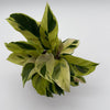 Calathea Yellow Fusion