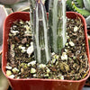 Senecio Stapeliiformis