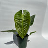 Anthurium Veitchii King