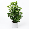 Variegated Aralia Balfouriana