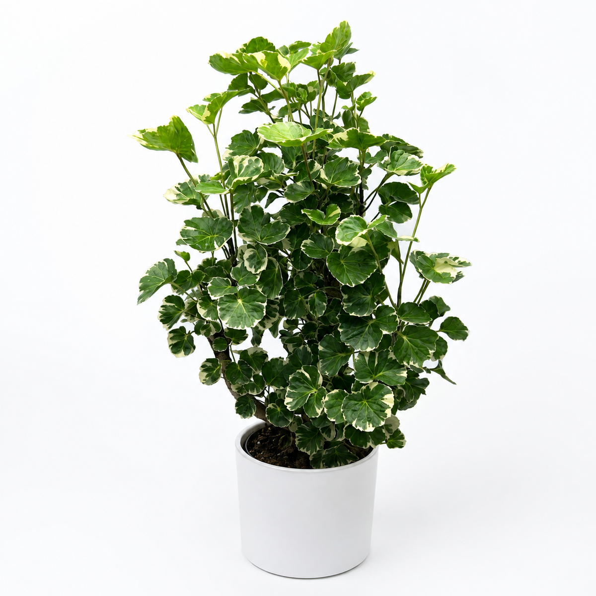 Variegated Aralia Balfouriana