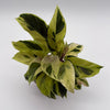 Calathea Yellow Fusion
