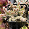 Rhipsalis Baccifera Subsp. Horrida