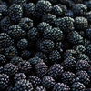 Blackberry 'Apache' (Rubus canadensis)