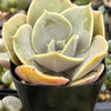 Echeveria Lolita