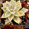 Variegated Ghost Plant