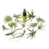 12 Tillandsia Air Plant Variety Pack with Spray Bottle