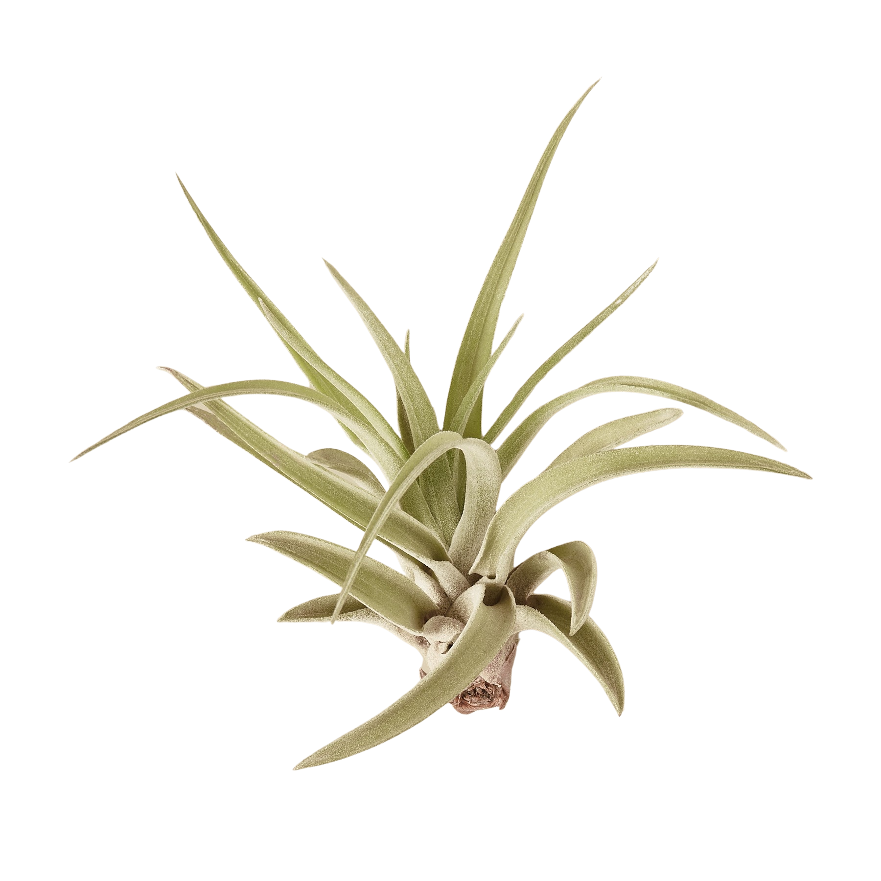 10pk Veluntina Air Plants