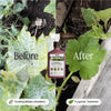 Organic Fungicide for Rose & Flower