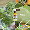 Organic Insecticide for Tomato & Vegetable